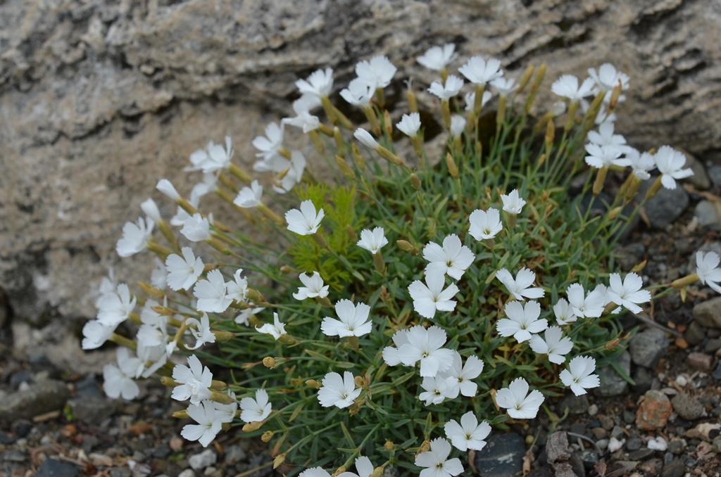 Dianthus White Crown Wrightman Alpines Nursery